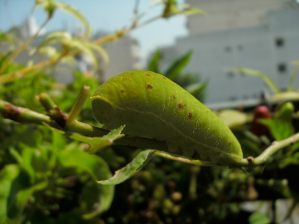 Caterpillar